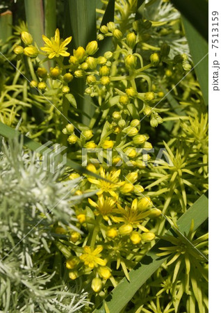 マンネングサ 7513159