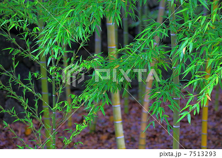 孟宗竹の葉の写真素材 [7513293] - PIXTA