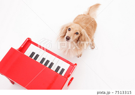 ピアノと犬 ピアノと犬 7513315