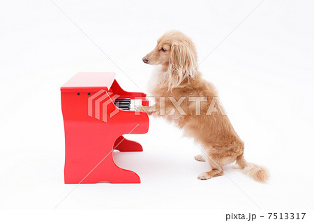 ピアノと犬 ピアノと犬 7513317
