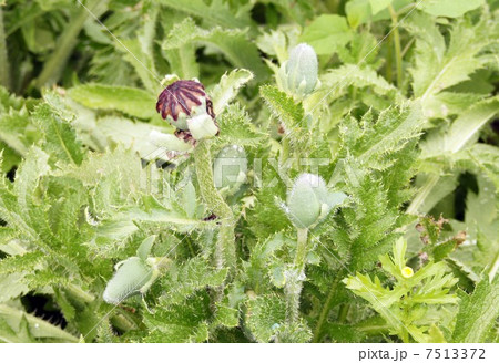 オニゲシ 7513372