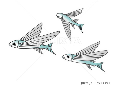 トビウオ 7513391