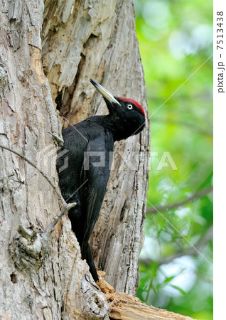 クマゲラ　雄 7513438