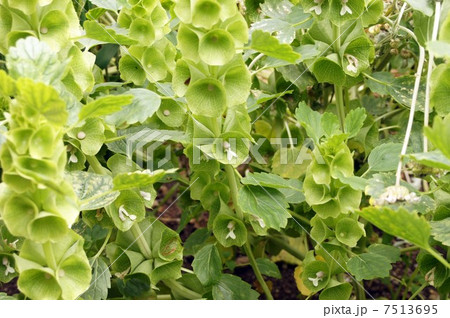 モルセラ 7513695