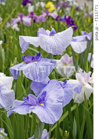 花菖蒲 7513771