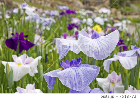 花菖蒲 7513772