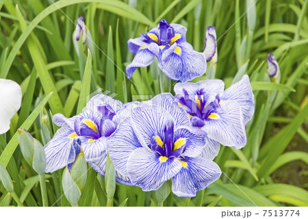 花菖蒲 7513774