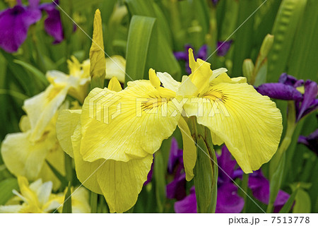 花菖蒲 7513778