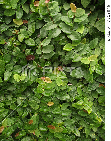 壁面を覆うオオイタビカズラ 7513846
