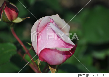 ひらきかけるピンクのつぼみ ひらきかけるピンクのつぼみ 7513912