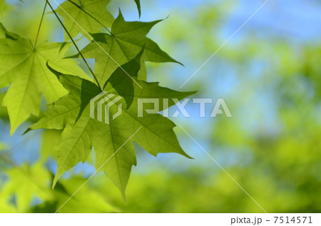 新緑 7514571