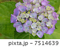あじさい 7514639