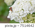 ベニシジミチョウとアナベル 7514642