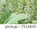 アマガエルと葉っぱ 7514643