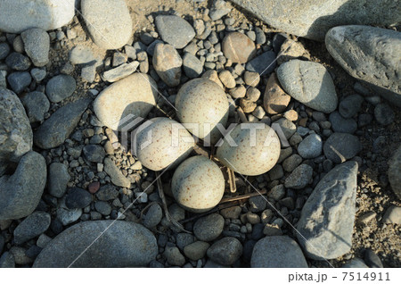 コチドリの卵 コチドリの卵 7514911