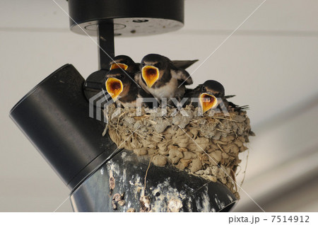 ツバメの子 ツバメの子 7514912