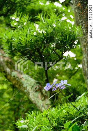 紫陽花　明月院　鎌倉 7515035