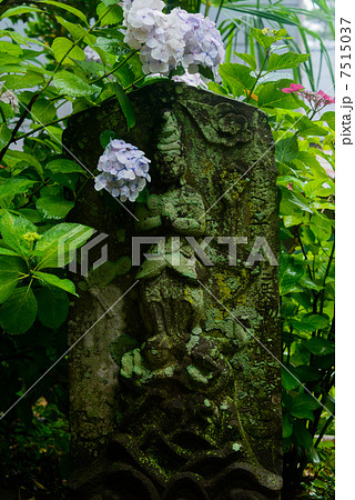 紫陽花 鎌倉 紫陽花 鎌倉 7515037