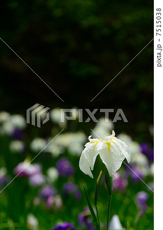 花菖蒲 明月院 鎌倉 花菖蒲 明月院 鎌倉 7515038