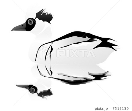 ミコアイサ 7515159