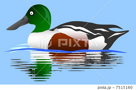 ハシビロガモ ハシビロガモ 7515160