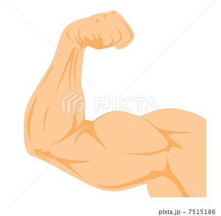 Muscle Front Of Arm Stock Illustration