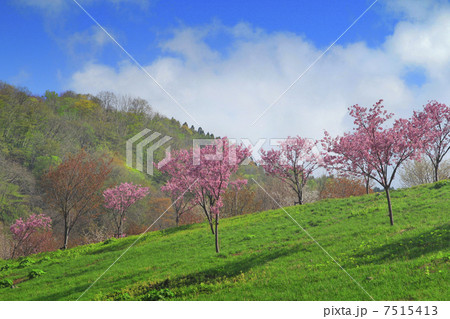 桜と青空 桜と青空 7515413