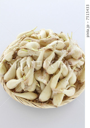 ラッキョウ 7515433