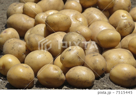 インカのめざめの収穫 7515445