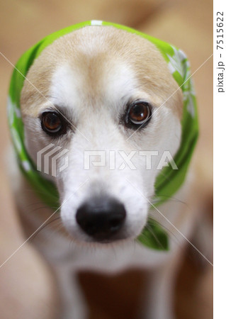 頬被りの犬 頬被りの犬 7515622