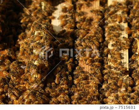 ハチの巣箱　養蜂 7515631