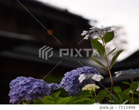 紫陽花#2 紫陽花#2 7515906