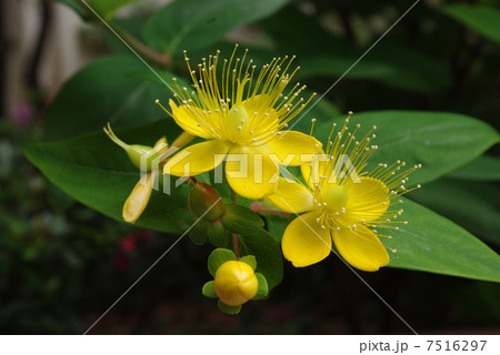 ビヨウヤナギ 7516297