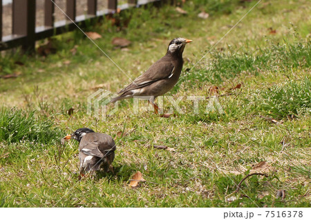 広島市比治山公園下のムクドリ椋鳥の写真素材