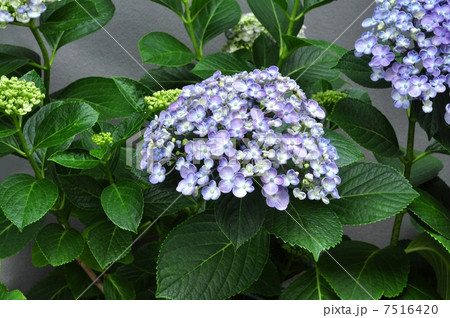 ウズアジサイ ウズアジサイ 7516420