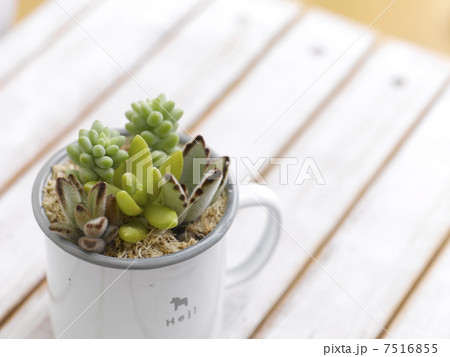 多肉植物 7516855