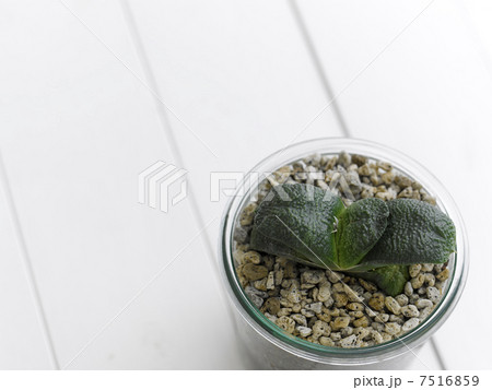 多肉植物 7516859