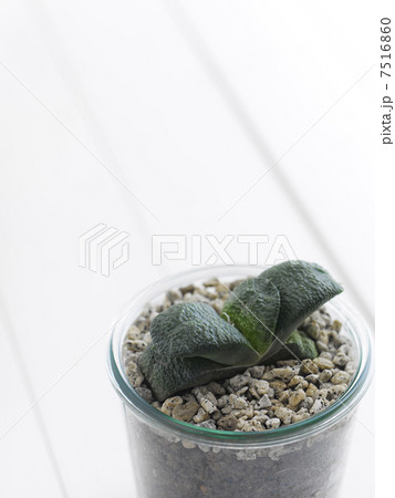 多肉植物 7516860