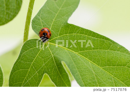 てんとう虫 7517076