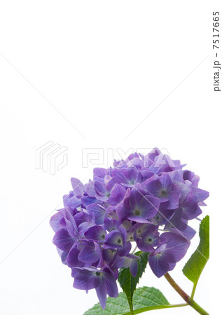 紫陽花（無地バック） 7517665