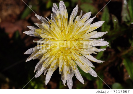 タンポポ 7517667