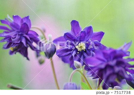 西洋オダマキ ブルーバロー 西洋オダマキ ブルーバロー 7517738