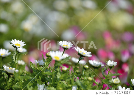 クリサンセマム 7517837