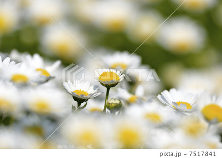 クリサンセマム 7517841