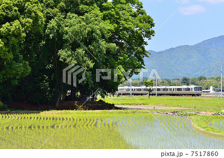 初夏 鉄道 山陰本線 京都口 千代川 八木 鎮守の森 神社 水鏡 田んぼ 青空 221系 Jr西日本の写真素材