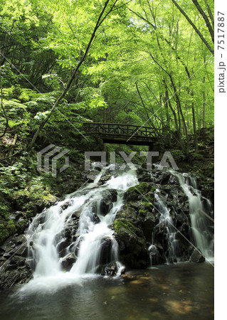 大倉百滝　滑座の滝 7517887