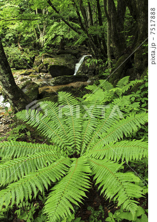 大倉百滝遊歩道 7517888