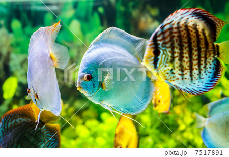 Symphysodon discus 7517891