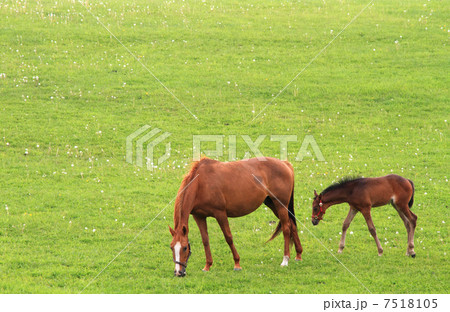 北海道の草原 草を食べる馬の親子の写真素材