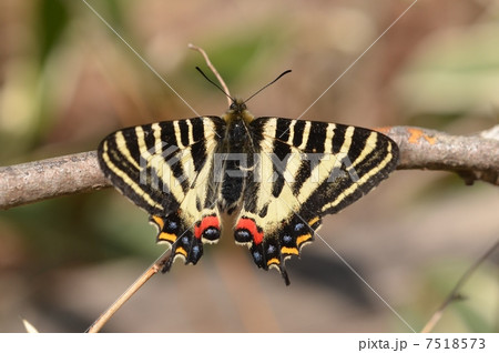 アゲハチョウの仲間　~ギフチョウ~ 7518573